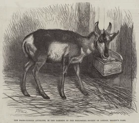 Der Gabelhorn-Antilope, im Garten der Zoologischen Gesellschaft von London, Regent